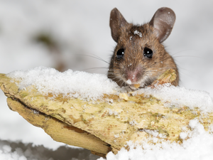 mouse, snow, winter, Stick