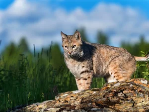 blurry background, Lynx, Stone