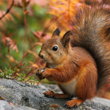 Ginger, nut, Stone, squirrel