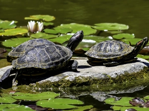 Water lilies, Turtles, Stone