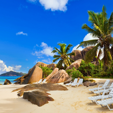 Palms, Stones, holiday, Beaches