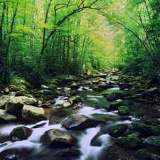 Stones, forest, brook