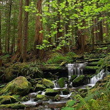 Stones, forest, cascade