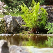 fern, water, Stones, eye