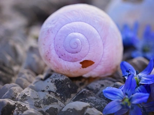 Stones, shell, Flowers