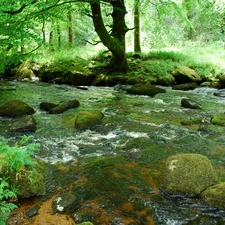 Stones, River, forest