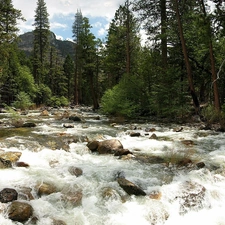 forest, River, Stones, tear