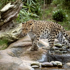 Leopards, Stones