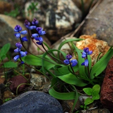 Stones, Blue, primroses