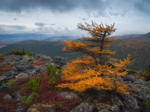 Plants, Stones, trees, larch, Mountains