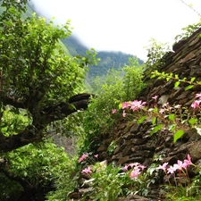 Stones, Mountains, VEGETATION