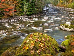 stream, forest, boulders, stony, autumn, mossy, Leaf