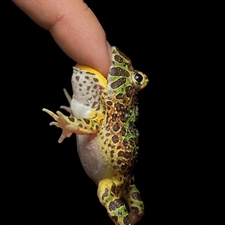 strange frog, finger