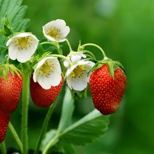 strawberries