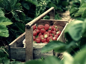 strawberries, basket