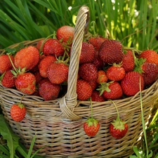 strawberries, grass, basket