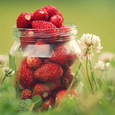 Flowers, jar, Strawberries, clover