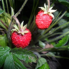 Strawberries, tasty, Mature