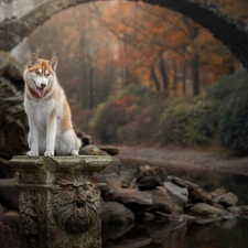 pedestal, dog, bridges, stream, Stones, Siberian Husky