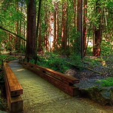 stream, forest, bridges