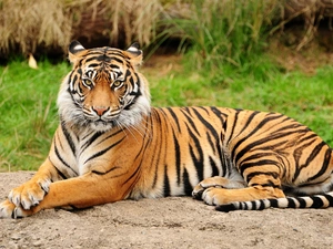 stripes, majestic, tiger