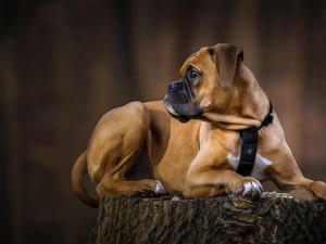 stump, dog, boxer