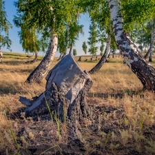 birch, trees, Stems, stump, Twisted, viewes