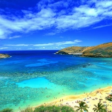 Beaches, Coast, summer, Palms