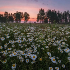 Meadow, trees, daisy, viewes, Great Sunsets, Flowers, summer