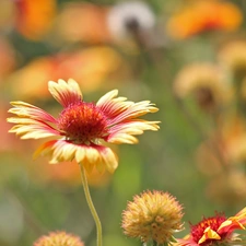 gaillardia aristata, Flower, summer