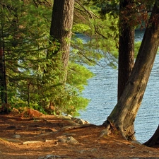 summer, lake, forest