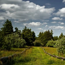 Path, forest, summer, Do