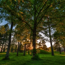 trees, Park, summer, viewes