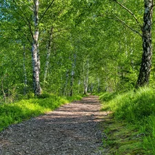 birch, trees, Path, summer, Way, viewes