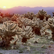 Cactus, rays, sun, Mountains