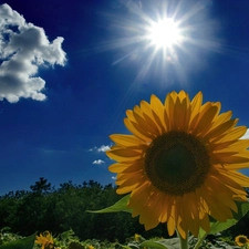 sun, Sunflower, Cloud