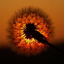 sun, puffball, common