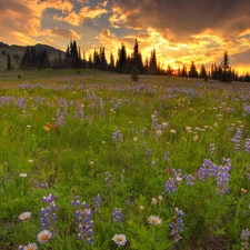 sun, Meadow, east