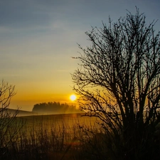 field, east, sun, woods