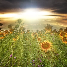 Field, west, sun, sunflowers