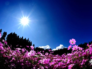 sun, Pink, Flowers