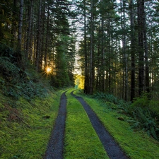 forest, Przebijaj?ce, sun, Path