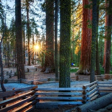 forest, rays, sun, fence