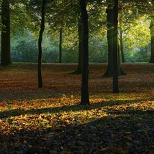 forest, rays, sun, Przebijające