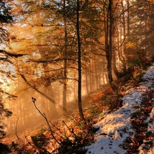 forest, rays, sun, snow