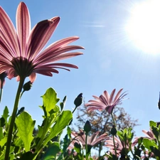 growing, Sky, sun, gerberas