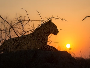 Leopards, Rocks, Bush, sun
