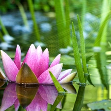 Lily, rays, sun, water