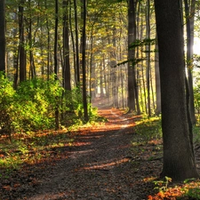 ligh, morning, flash, Przebijające, forest, sun, luminosity