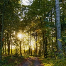 ligh, Way, flash, Przebijaj?ce, forest, sun, luminosity